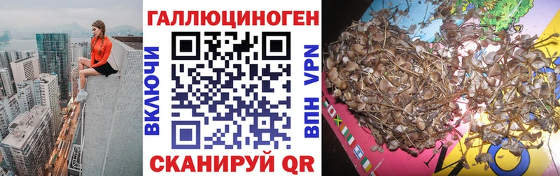 OMG   Алагир  Псилоцибиновые грибы мицелий 